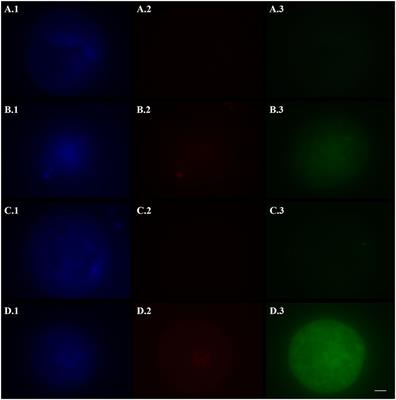 Inhibition of Apoptotic Pathways Improves DNA Integrity but Not Developmental Competence of Domestic Cat Immature Vitrified Oocytes